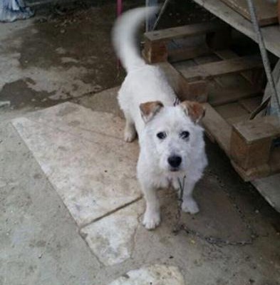 2 Yaşında Terrier Yuva Arıyor, İstanbul