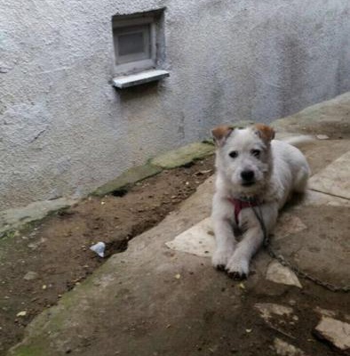 2 Yaşında Terrier Yuva Arıyor, İstanbul
