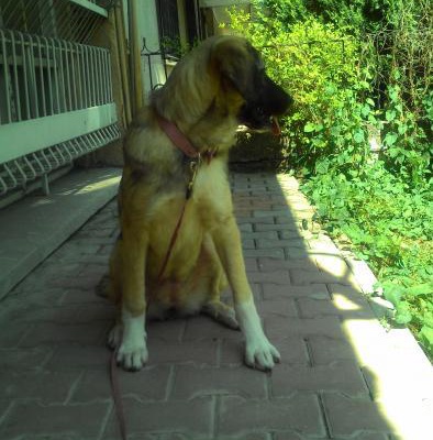 Melezim,Güzelim Zekiyim Köpeklere Ve İnsanlara Bayılıyorm.Ücrtsz, Ankara