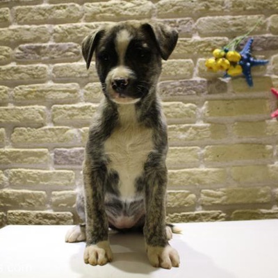 Sevimli Ve Akıllık Köpeğimiz Acil Yeni Yuvasını Arıyor, İstanbul
