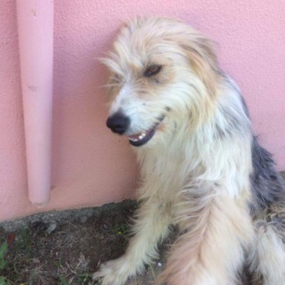 Terrier Kızımız Lara Yuvasını Arıyor, Antalya