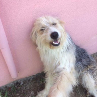 Terrier Kızımız Lara Yuvasını Arıyor, Antalya
