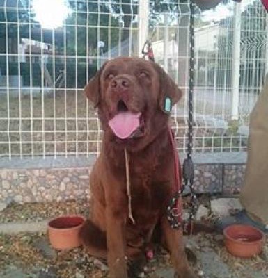 Mutlu 2 Yaş Civarı Labrador Erkek Bulundu Kısırlaştırılmış, İzmir