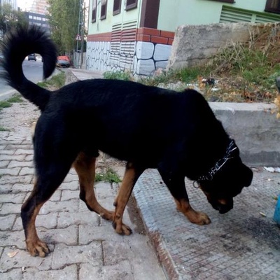 Safkan Eğitimli Rottweiler, İstanbul