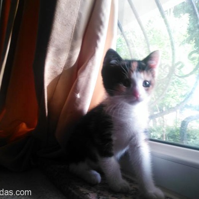 Yavru Kedi Sahiplenecek Terketmeden Bakabilecek Ailesi Aranıyor, Antalya