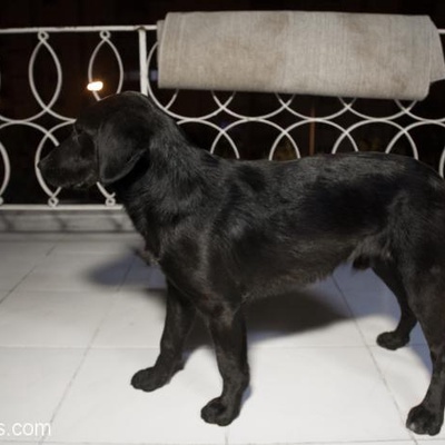 Sokakta Büyüyen Erkek Labrador Ömürlük Yuvasını Arıyor..., Ankara