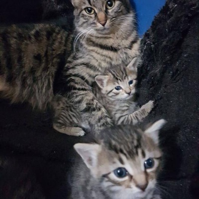 2 Aylık Dişi Tekir Yavru Kediye Yuva Açmak İster Misiniz?, İstanbul