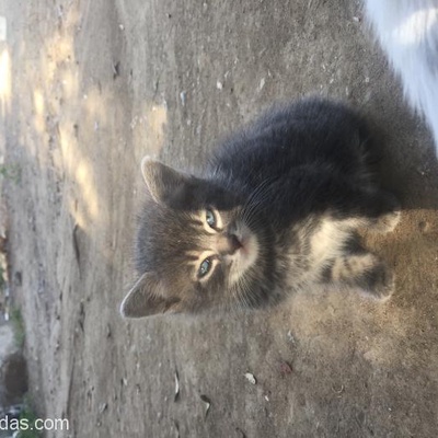Erkek 2,5 Aylık British Kırması Kedi, İzmir