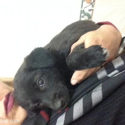 Ücretsiz 1.5 Aylık Labrador Bebek, Ankara