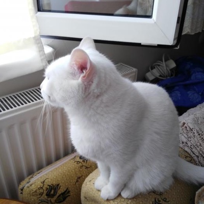 Daisy İsimli Van Kedimizi Bebek Doğacağı İçin Sahiplendirmek İstiyoruz., İstanbul