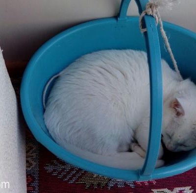 Daisy İsimli Van Kedimizi Bebek Doğacağı İçin Sahiplendirmek İstiyoruz., İstanbul