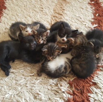 Sahiplendirilecek Çok Güzel Yavru Kediler, Konya