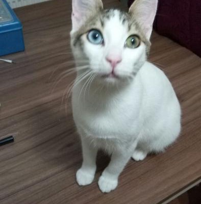 Van Kedisi Kırması Gümüş Ömürlük Sahibini Bekliyor, İzmir