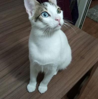 Van Kedisi Kırması Gümüş Ömürlük Sahibini Bekliyor, İzmir