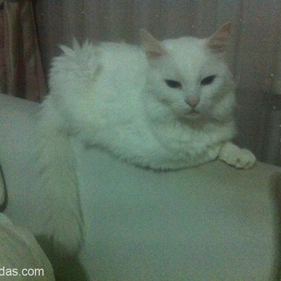 Beyaz Ankara Kedisi, Kırklareli