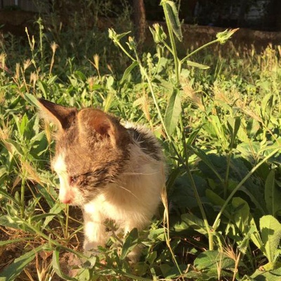 İzmir'De Yavru Kediye Acil Yuva Gerekiyor!!!Şu An Kutuda Yaşıyor!, İzmir