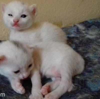 Acil!!! Yavru Beyaz Kedi, İzmir