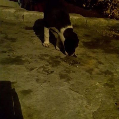 Ücretsiz Yavru Köpek, İstanbul