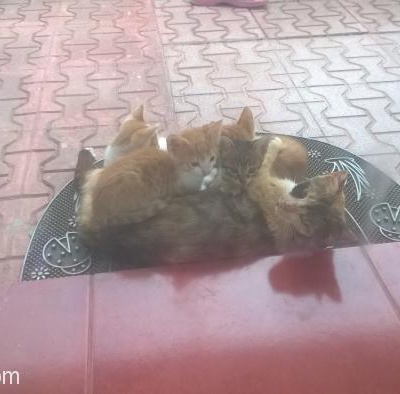 4 Adet Yavru Kedi Sahiplerini Arıyor, Balıkesir