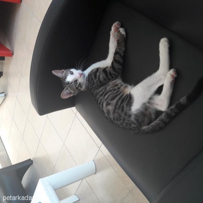 4 Aylık Kedim Kimlikli Eğitimli Sınava Hazırlanıyorum Yuva Arıyoruz, İstanbul