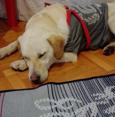 Labrador Kızımız Yuva Arıyor, İstanbul