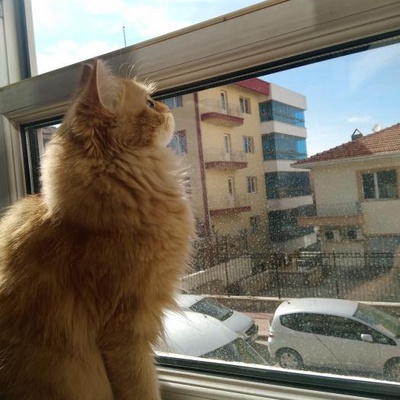 Nazlı Kedimize Yeni Ev Arıyoruz, Kırıkkale