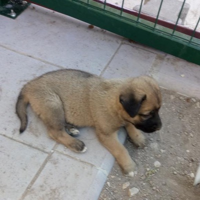 Çok Güzel Yavru Köpek, Ankara