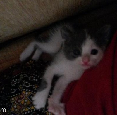 Kedimin Aşıları Tam Daha Fazla Evde Bakamayacağım İçin Ona Acil Yuva Arıyorum, Bursa