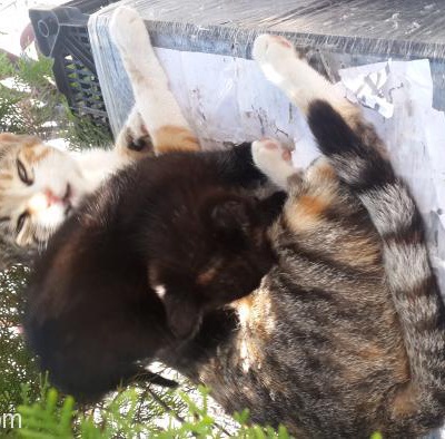 Tek Yavrusu İle Sokağa Atılmış Kediye Acil Yuva, Bursa