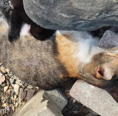 Tek Yavrusu İle Sokağa Atılmış Kediye Acil Yuva, Bursa