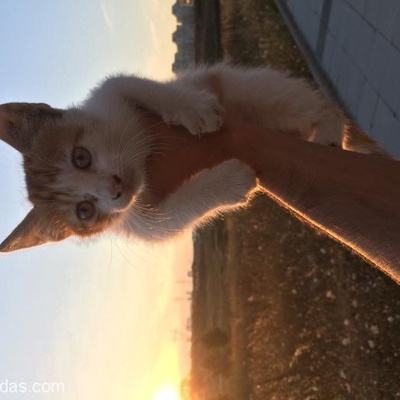 Dost Canlısı, Gördüğüm En Uysal Kedi, Sıcak Yuvasını Arıyor!, İstanbul