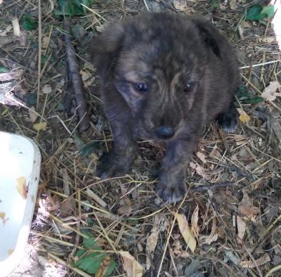 Kuşadası'Nda 5 Haftalık Uysal Yavru Köpek, Aydın