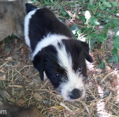 Kuşadası'Nda 5 Haftalık Siyah Beyaz Yavru Köpek, Aydın
