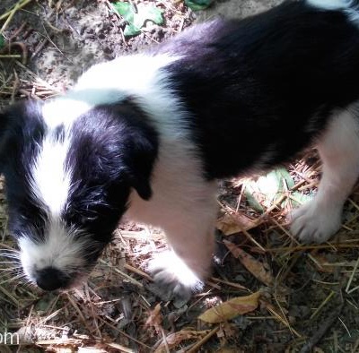 Kuşadası'Nda 5 Haftalık Siyah Beyaz Yavru Köpek, Aydın