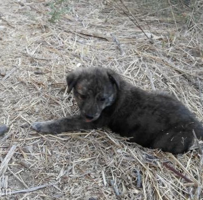 Kuşadası'Nda 5 Haftalık Uysal Yavru Köpek, Aydın