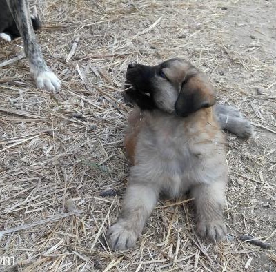 Kuşadası'Nda 5 Haftalık Gürbüz Köpek Yavrusu, Aydın