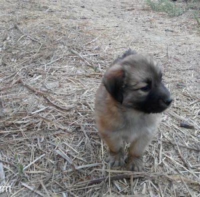 Kuşadası'Nda 5 Haftalık Gürbüz Köpek Yavrusu, Aydın