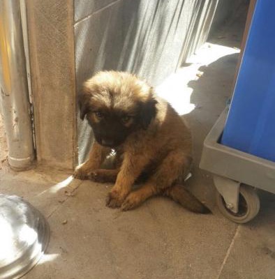 Kimsesiz Minnoşluk Abidesi Köpeğimiz Ömürlük Yuvasını Arıyor., Diyarbakır