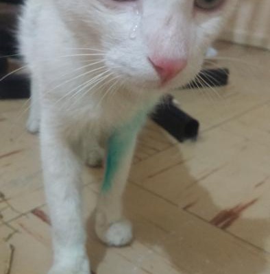 Çok Acil! Tedavi Olmuş, Kurtarılmış Çok Şirin Çok Canayakın Bir Kedi, İzmir