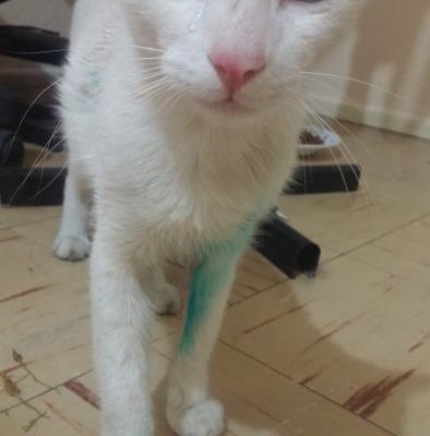 Çok Acil! Tedavi Olmuş, Kurtarılmış Çok Şirin Çok Canayakın Bir Kedi, İzmir