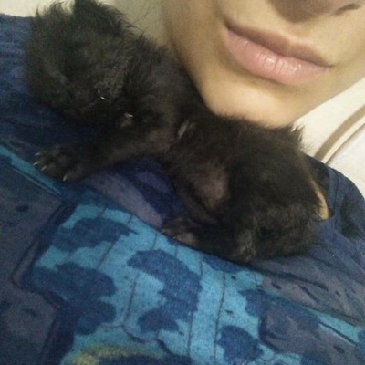 2 Haftalık Yavru Kediyi Sahiplenecek Birini Arıyorum, Eskişehir