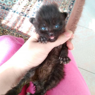 2 Haftalık Yavru Kediyi Sahiplenecek Birini Arıyorum, Eskişehir