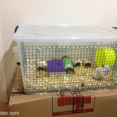 Suriye Hamster'I Ve İki Kafes, İstanbul