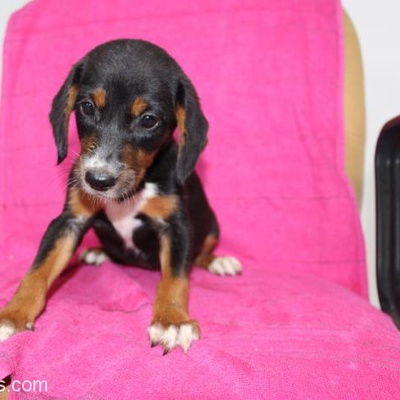 1,5 Aylık Beagle Mix Bebek Yuva Arıyor, Sakarya