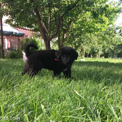 3 Aylık Labrador Kırması Aşırı Oyuncu Oğlumuz Çarşı... Ona Yuva Ve Sevgi Verecek Ailesini Arıyor !, Ankara