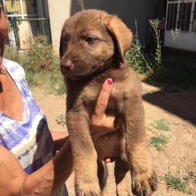 Ücretsiz Labrador Yavrusu, Ankara