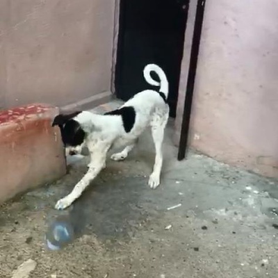 Dalmaçya Av Köpeği Kırması - 3 Aylık Sevimli Kız, İstanbul