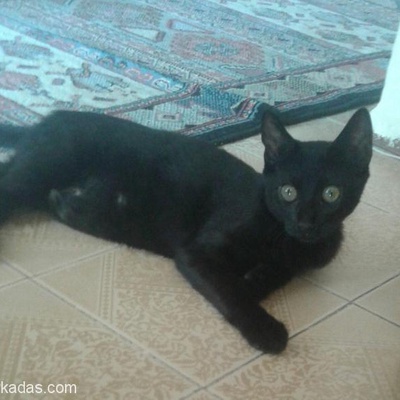 Merhabalar Yaklaşık 4 Aydır Evimizde Beslediğimiz Kedimizi Belirli Sorunlardan Dolayı Sahiplendirice, İzmir