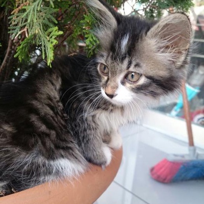 Kedi Sahiplendirme - Aydınlıkevler, Ankara