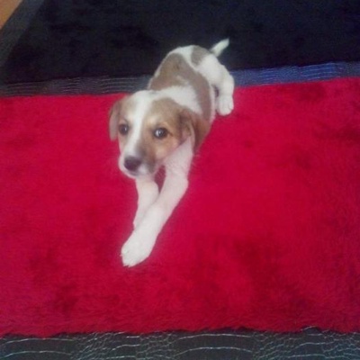 Pursaklar Beagle Kırması Kıza Omurluk Yuva Arıyoruz, Ankara